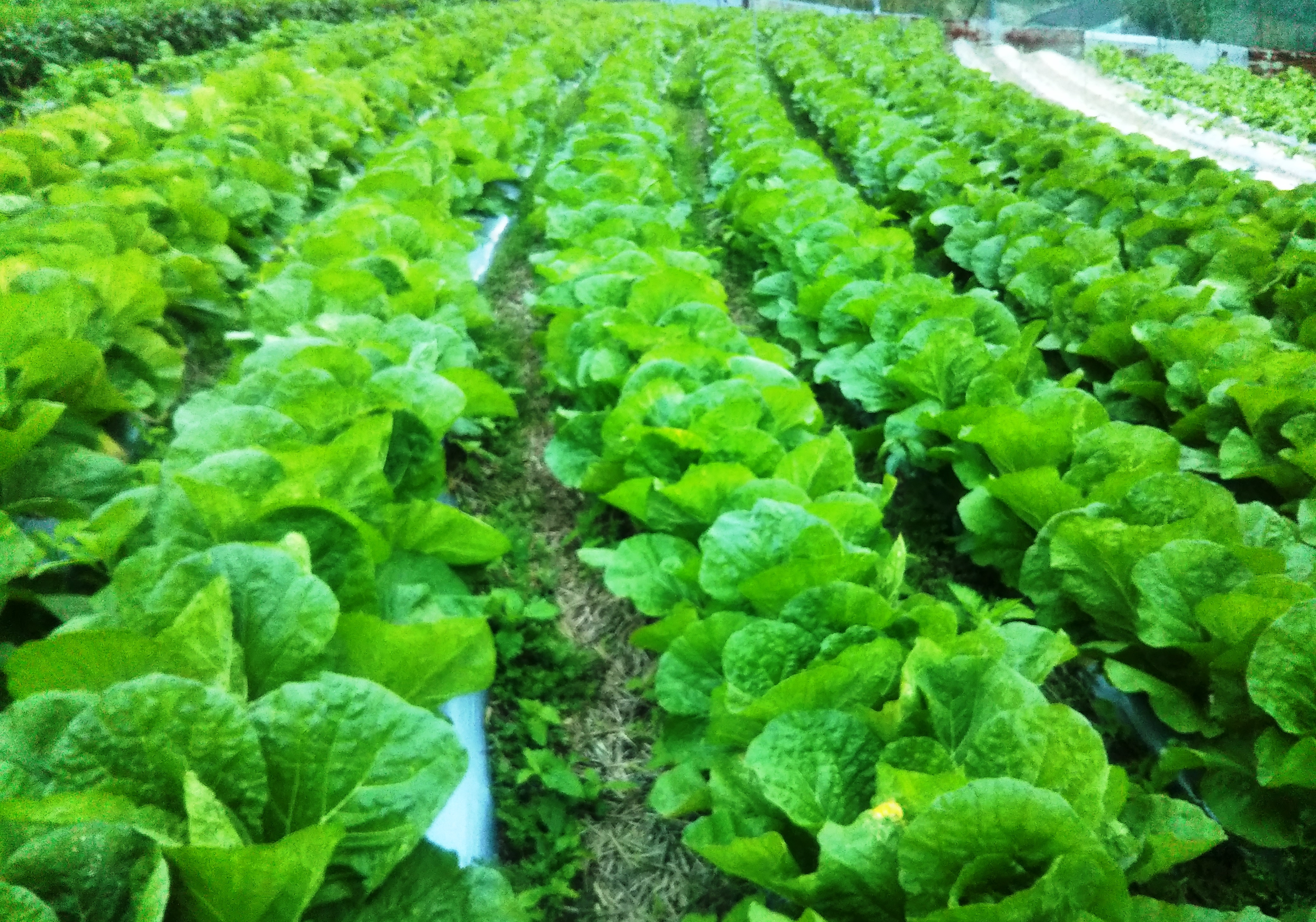にし阿波「世界農業遺産」の傾斜地で行う季節野菜の収穫体験_7