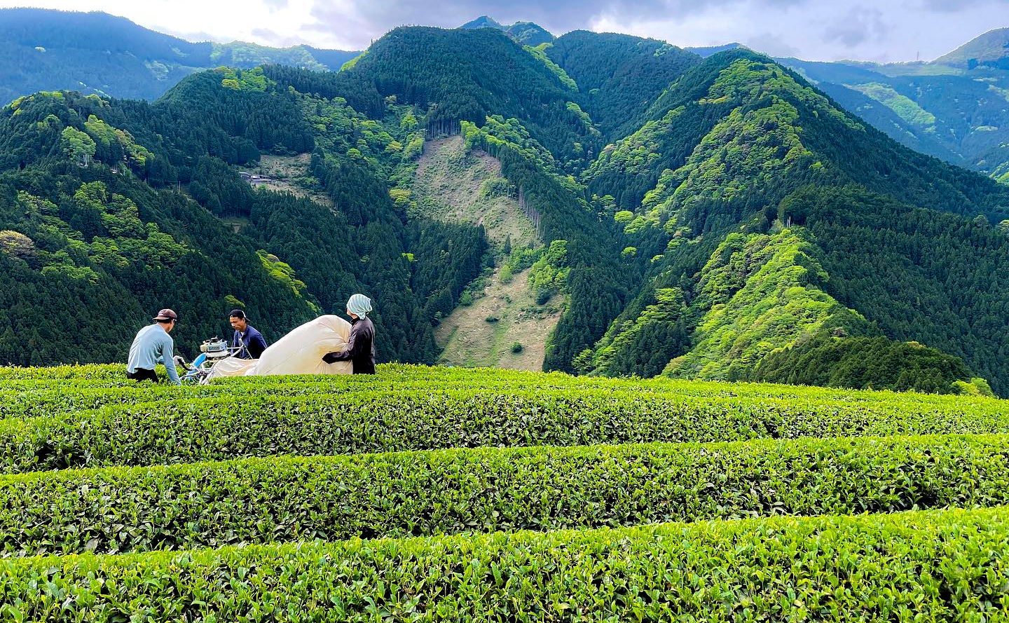 斜面45度の過酷な大地で味わう、極上のお茶と紅葉～曲風園の農家体験～_2